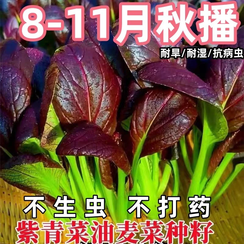 紫玉油菜种子紫油菜紫菜种子一年四季秋冬季蔬菜籽紫罗兰油菜种子