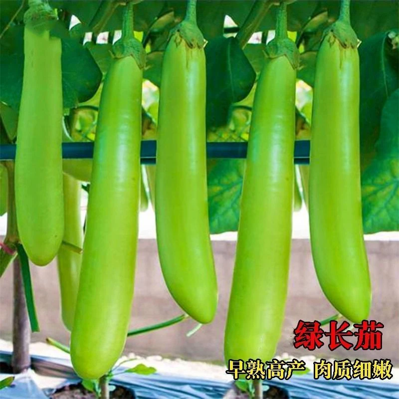 绿长茄种子苗高产四季水果青茄子种籽种苗耐寒春季菜种子蔬菜种孑