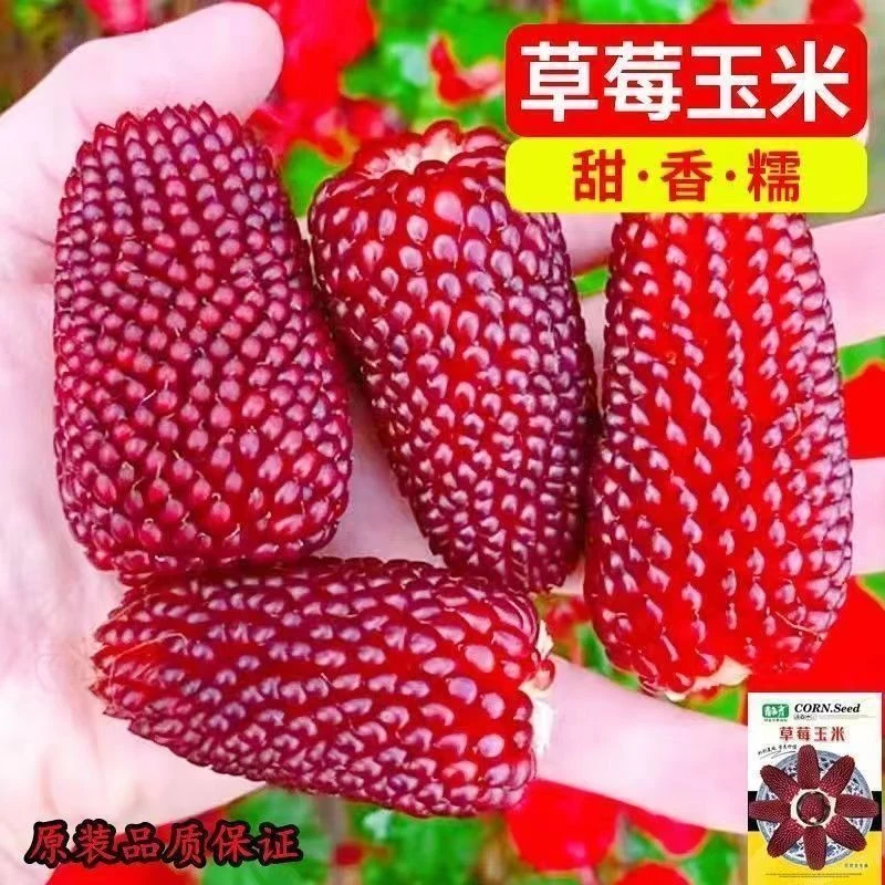 超甜草莓玉米种子鲜食生吃阳台庭院玉米种子水果玉米种子蔬菜种子