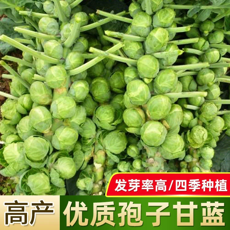 抱子甘蓝孢子甘蓝菜种子苗蔬菜种籽小头菜小包菜卷心蔬菜种子大全