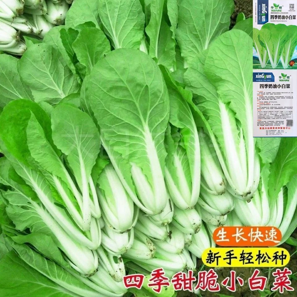 四季早熟奶油小白菜种子阳台庭院种菜籽种易种蔬菜籽菜种