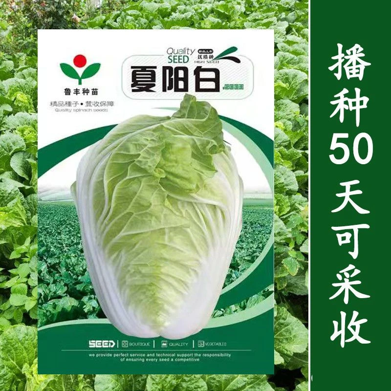 原装夏阳白菜种子抗热白菜种子夏季大白菜大白菜耐热农家蔬菜种孑
