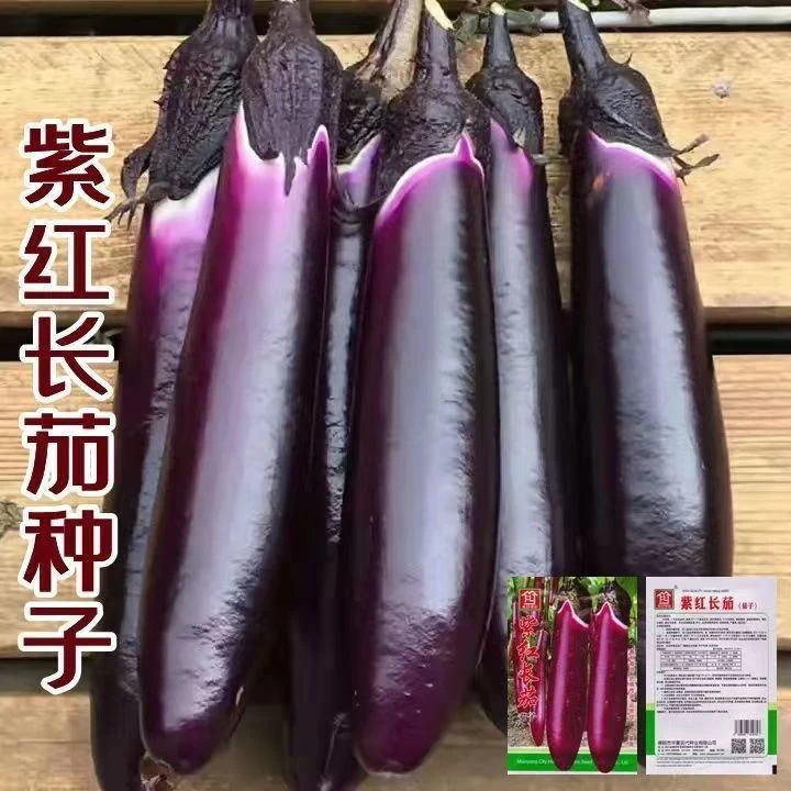 紫长茄子种子 新品 紫红色长茄子种籽 线茄 早熟 高产 春秋播蔬菜