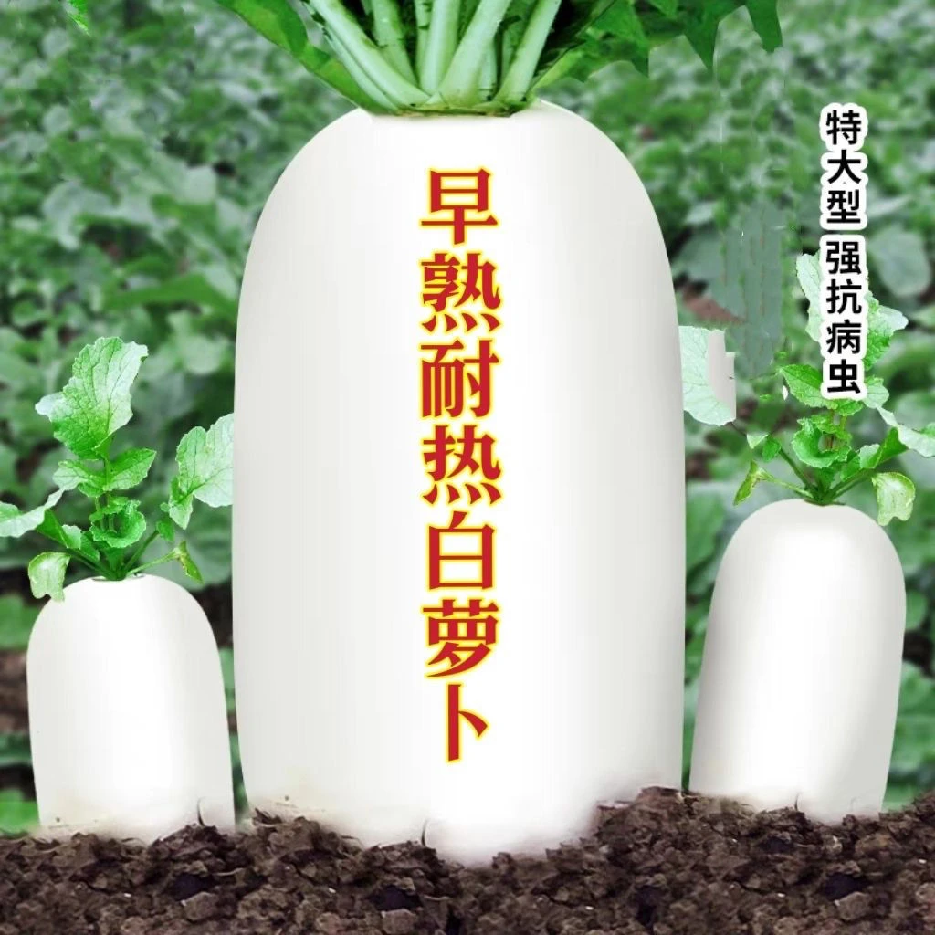 早熟抗热杂交40天白萝卜种子耐低温抗抽苔耐热春秋种植农家庭院籽