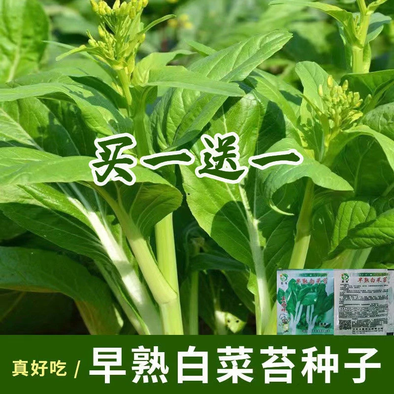 早熟甜脆多芽白菜苔种子杂交早熟高产侧芽多味甜软白菜心蔬菜种子