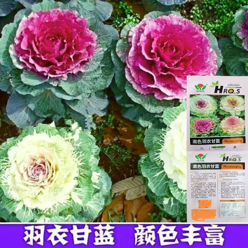 新型进口混色羽衣甘蓝种子食用观赏耐热耐寒园林盆栽四季蔬菜种子