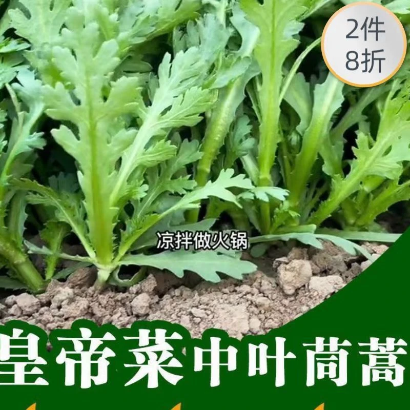 皇帝菜中叶茼蒿种子青菜种籽春菊菜种茼蒿菜种籽种四季蔬菜孑菜籽