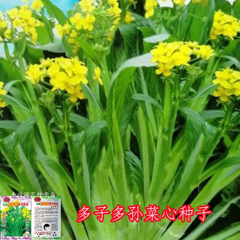 【多子多孙甜菜心种子】夏秋冬季播种高产多芽菜苔高产耐寒蔬菜籽