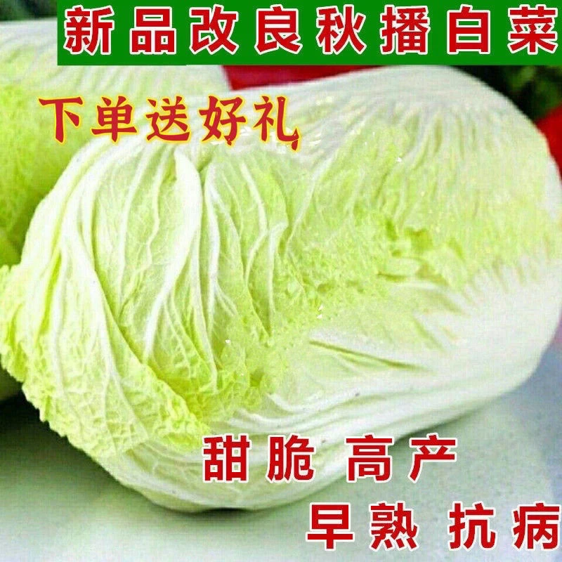 秋播大白菜种子90天包心菜结球白菜早晚熟农家高产抗病蔬菜种孑籽