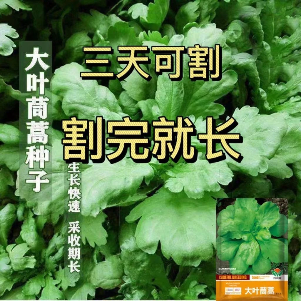 大叶茼蒿种子皇帝菜春夏秋四季盆栽大田青菜种籽茼蒿菜籽种孑大全