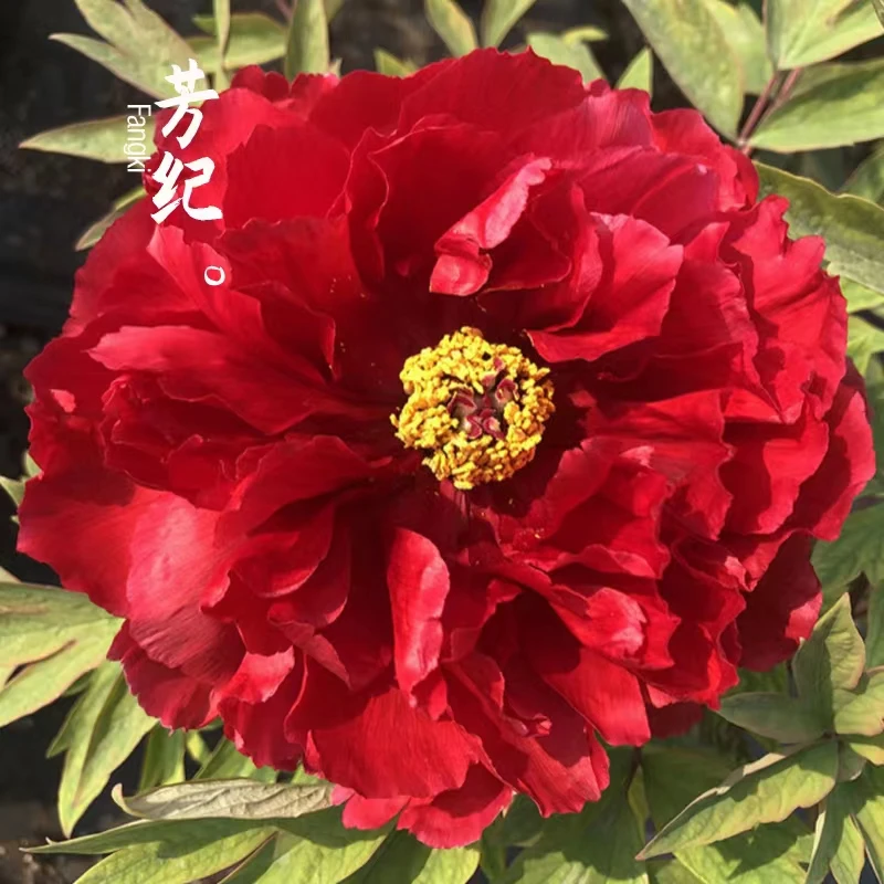 【芳纪（大红色系）】盆栽牡丹净化空气趣味木本花卉庭院阳台窗台