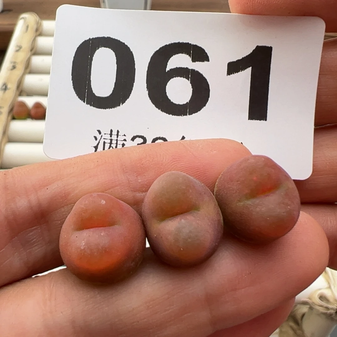 10.17好看的多肉061