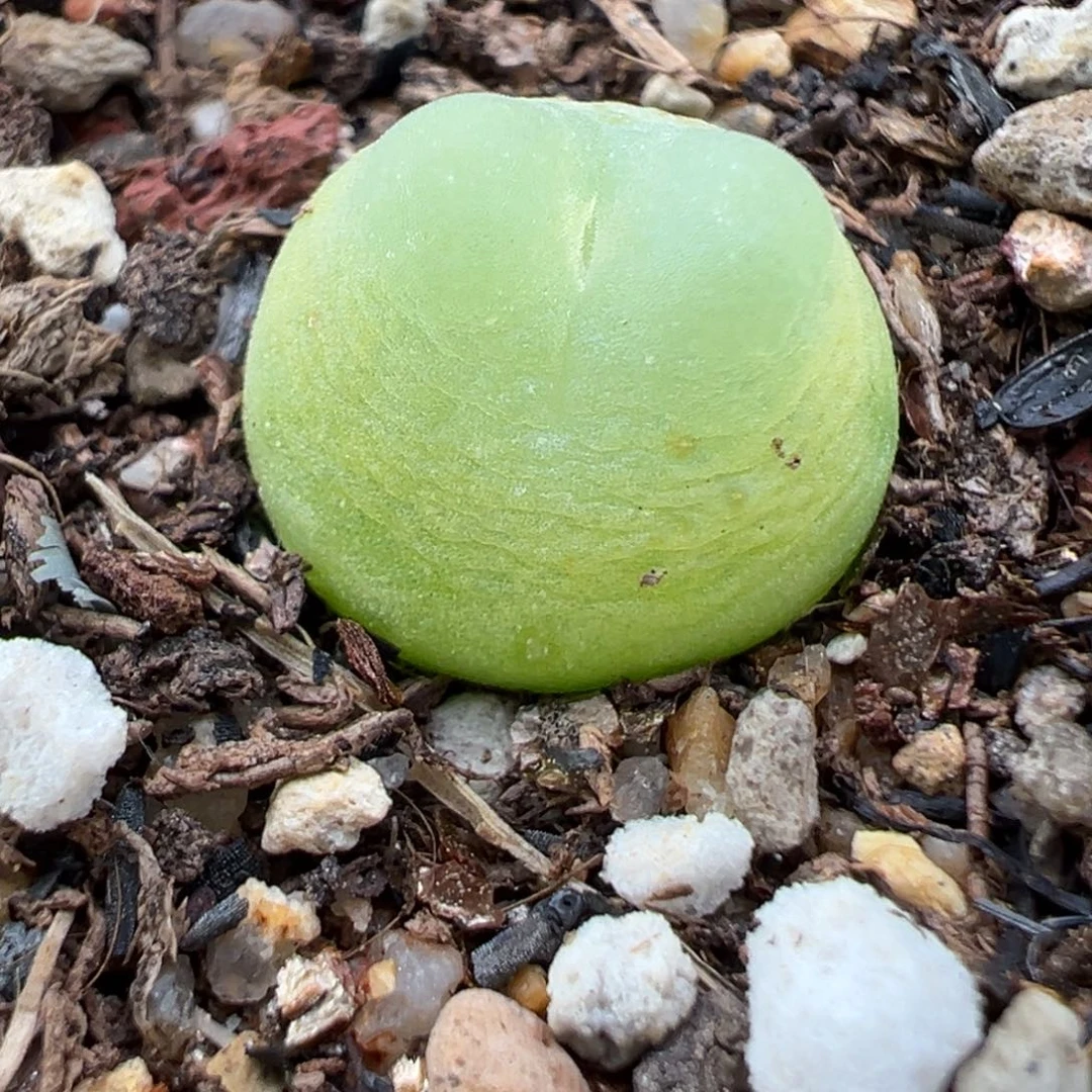 10.27好看的多肉157