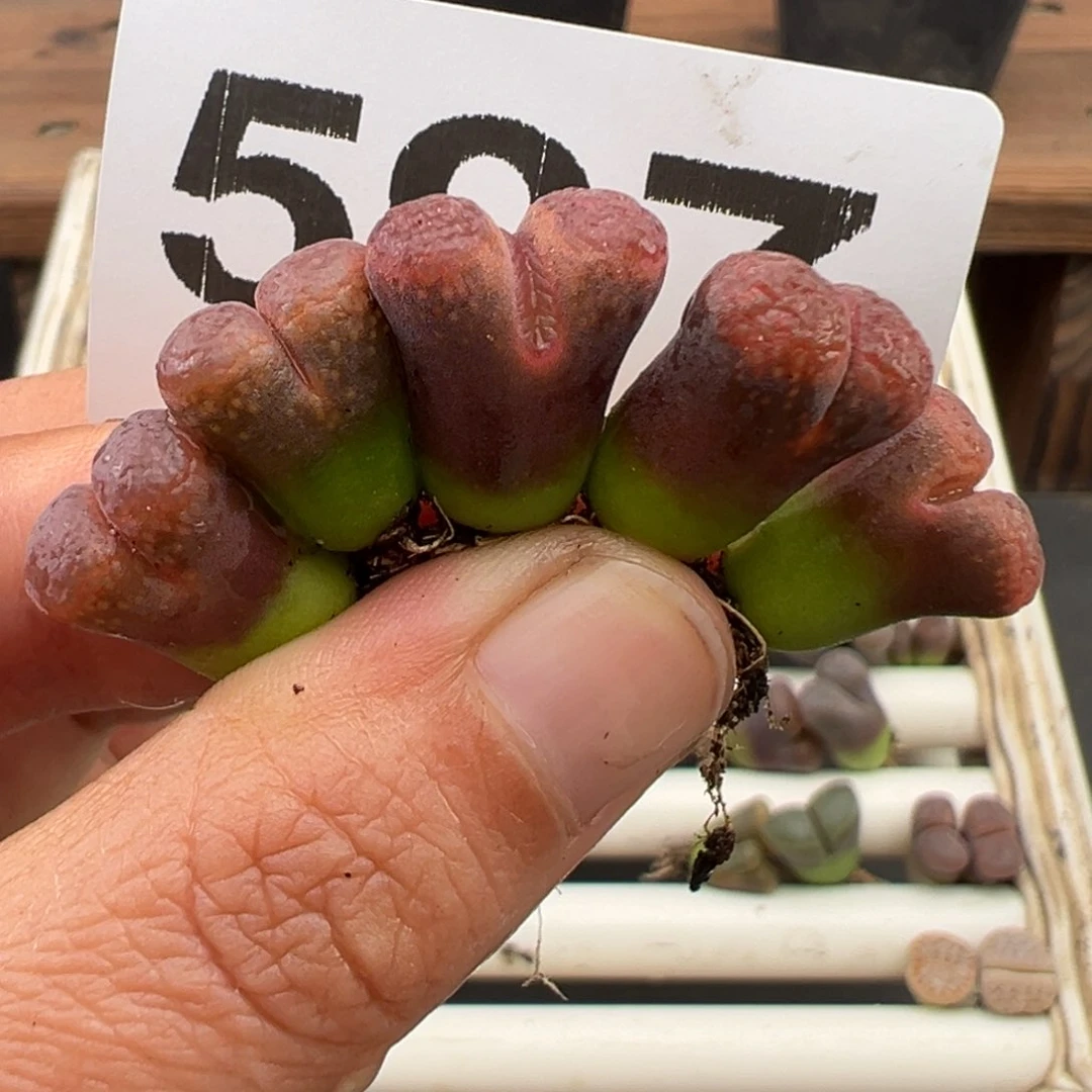 9.30满36元包邮5970000