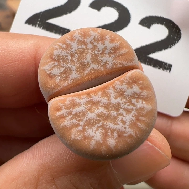 8.19满36元包邮222