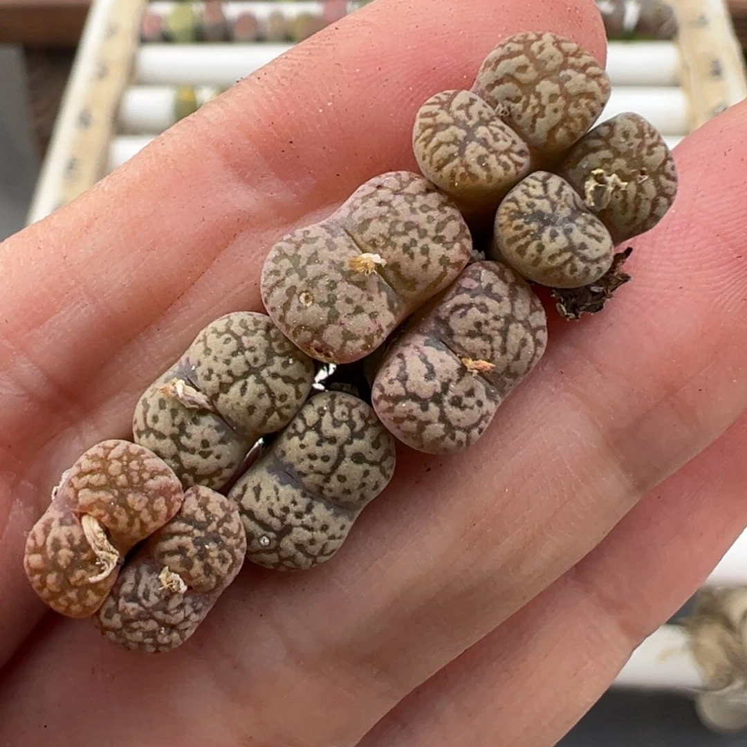 11.6好看的多肉579