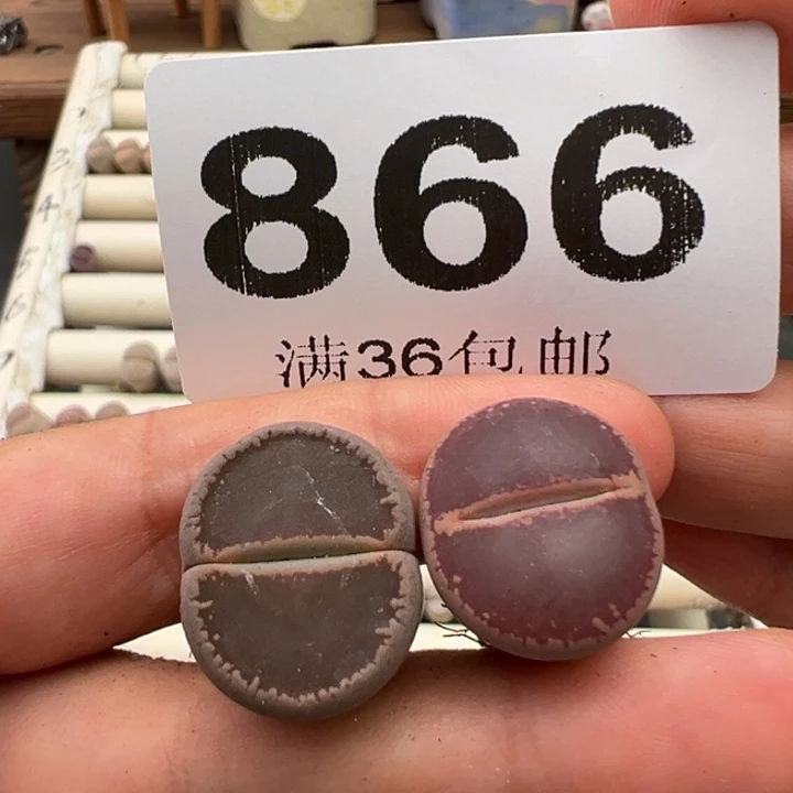 8.26满36元包邮866