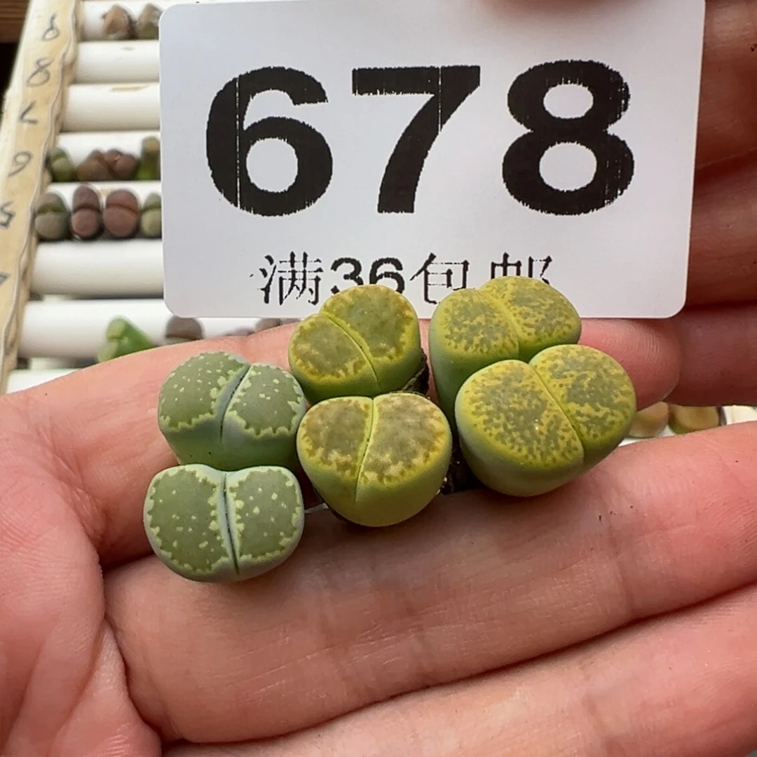 10.22好看的多肉678