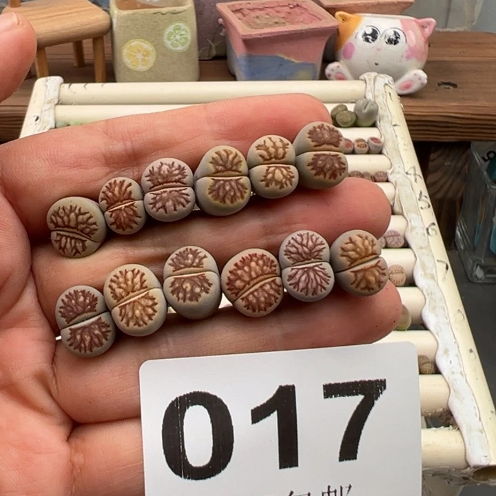 8.18满36元包邮017