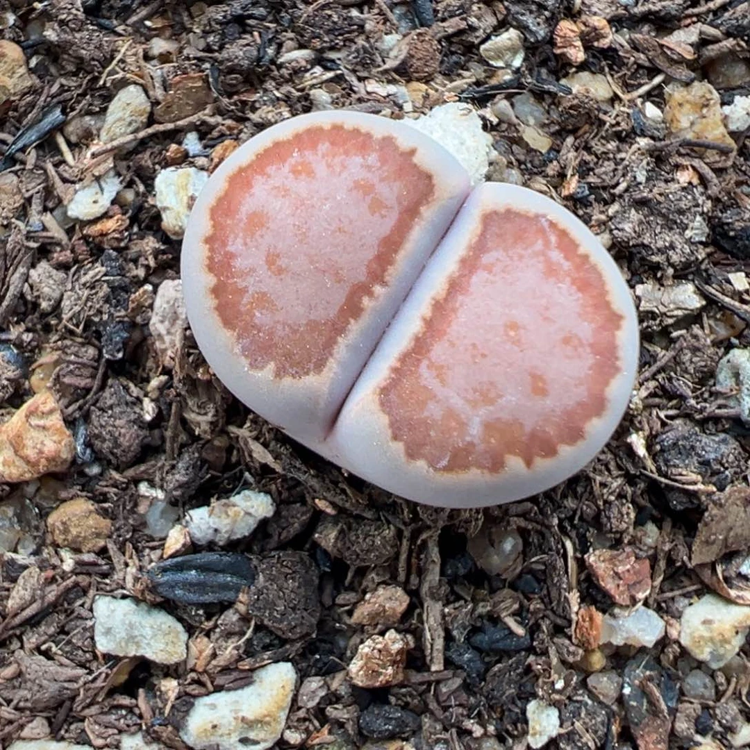 11.10好看的多肉053