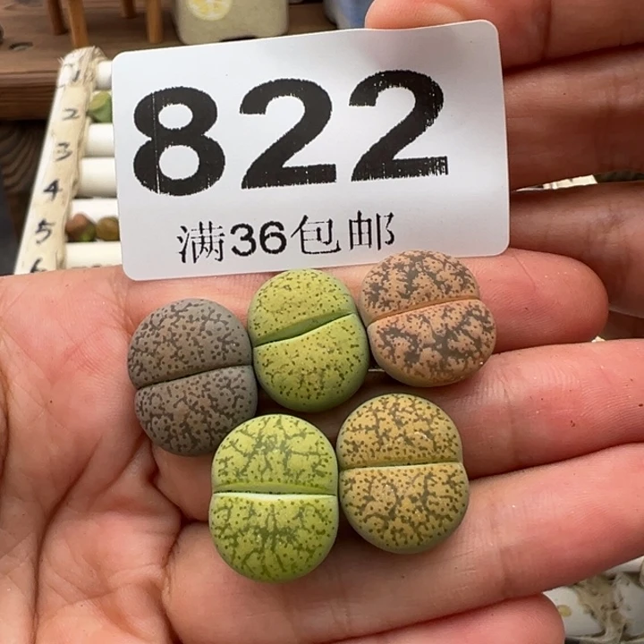 8.26满36元包邮822