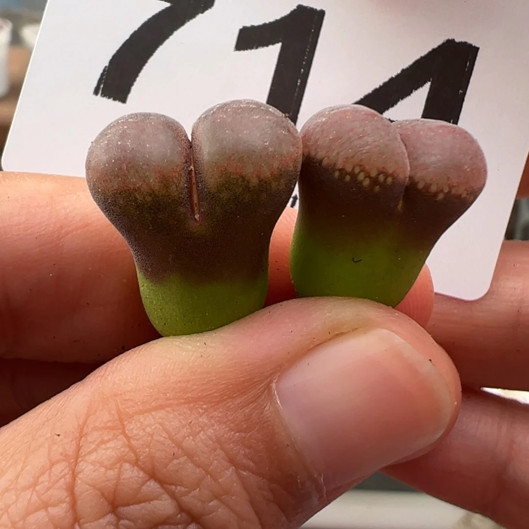 10.23好看的多肉714