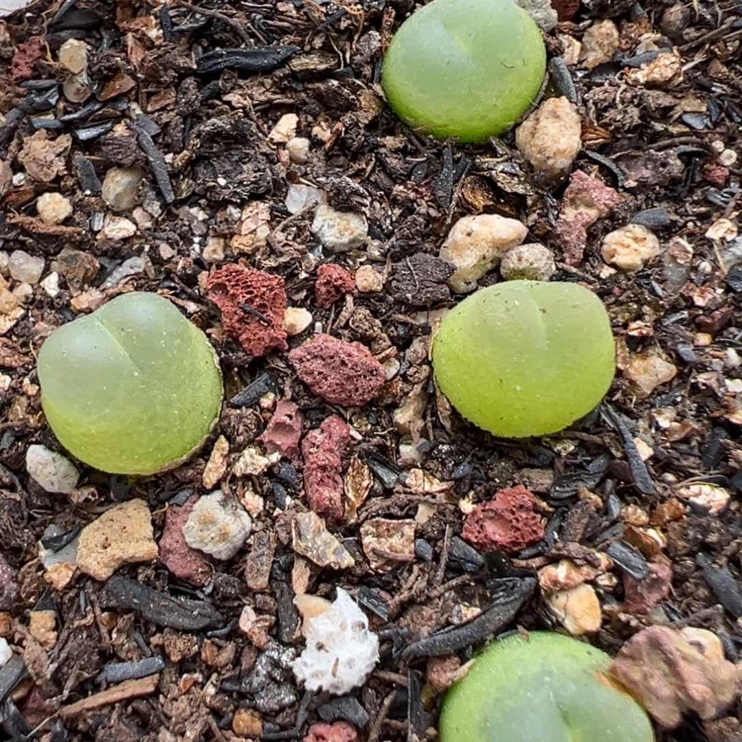 9.26好看的多肉137