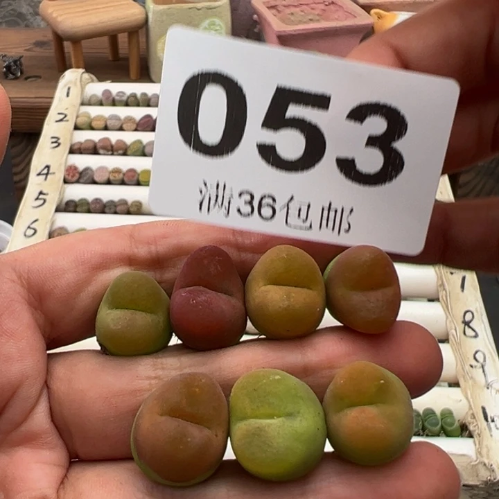 8.18满36元包邮053
