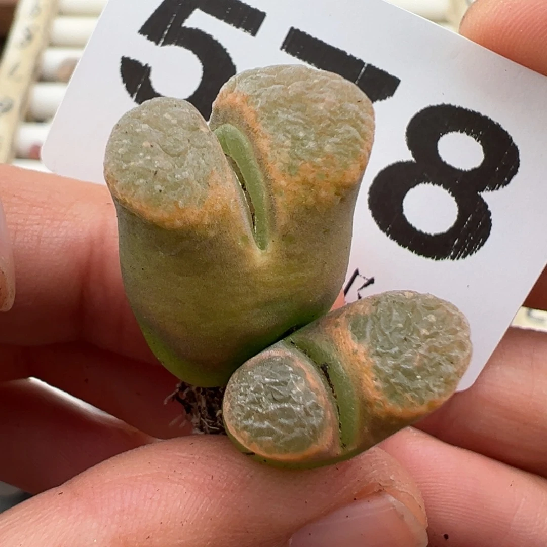 10.22好看的多肉578