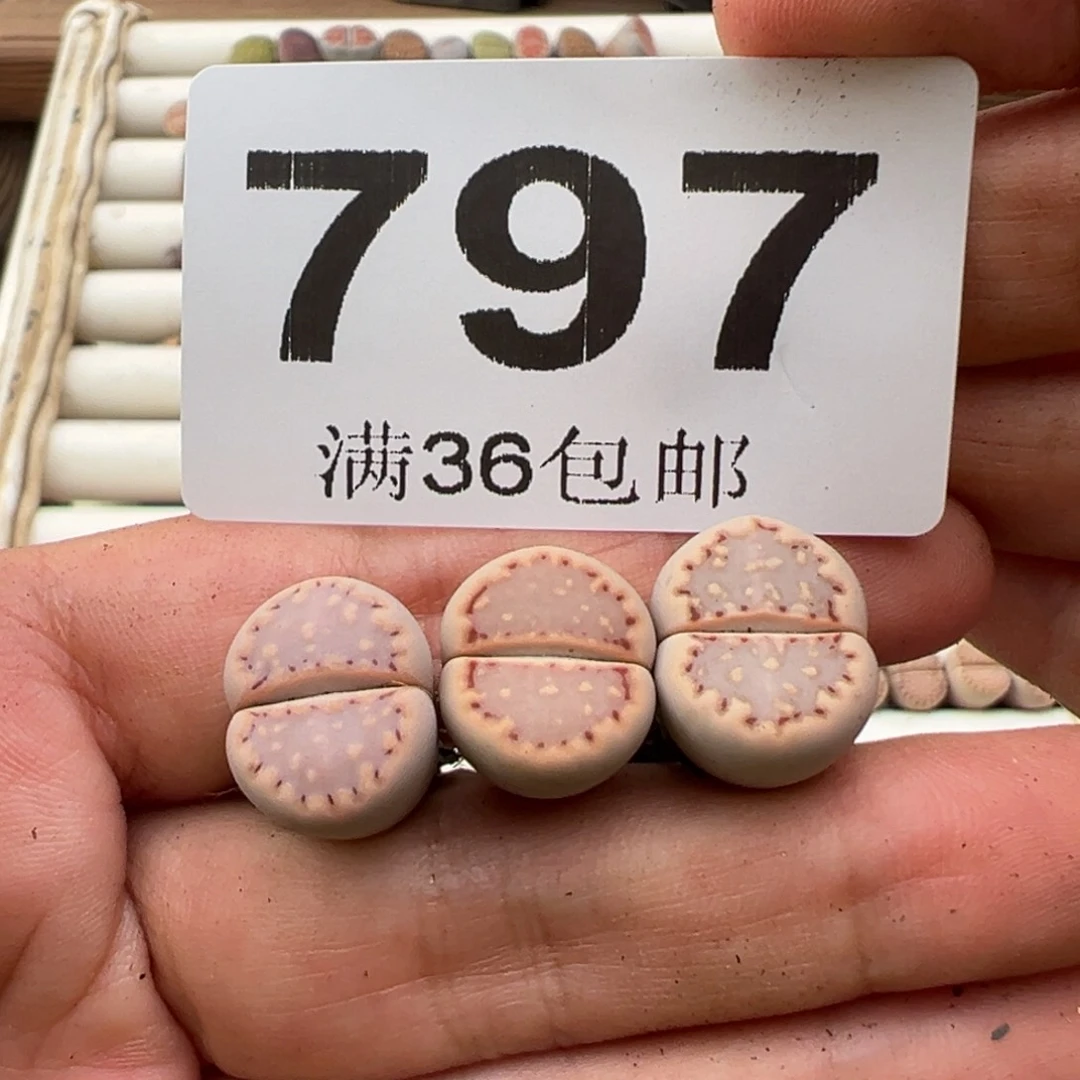 10.15好看的多肉797