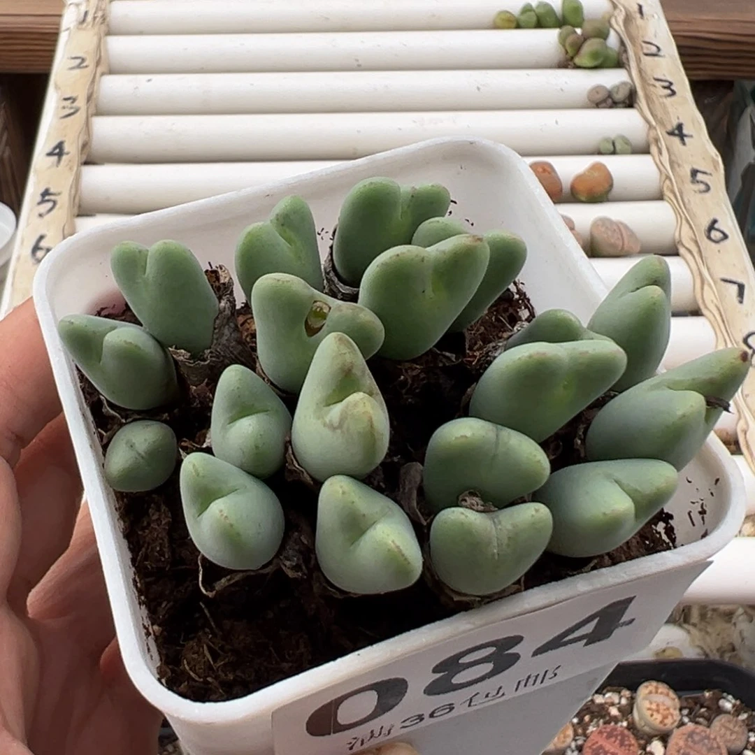 11.10好看的多肉084