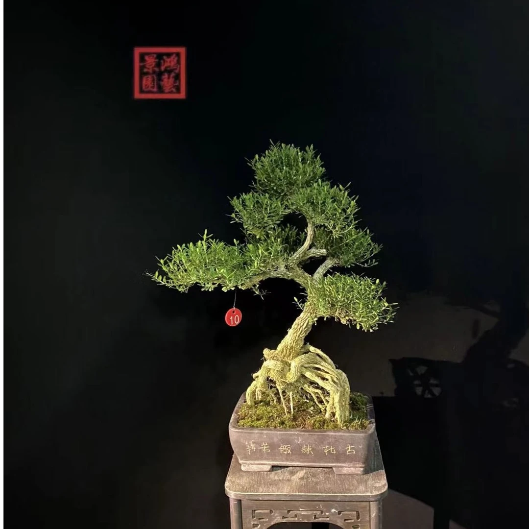 矮霸黄杨盆景《直播间一物一拍》