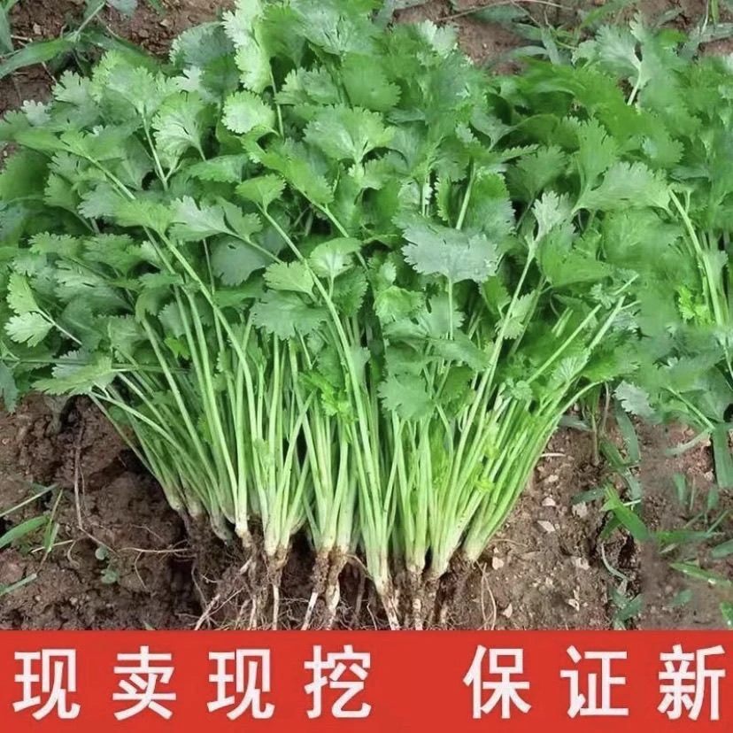 农家自种3斤土香菜新鲜现挖小叶香菜吃火锅必备香菜