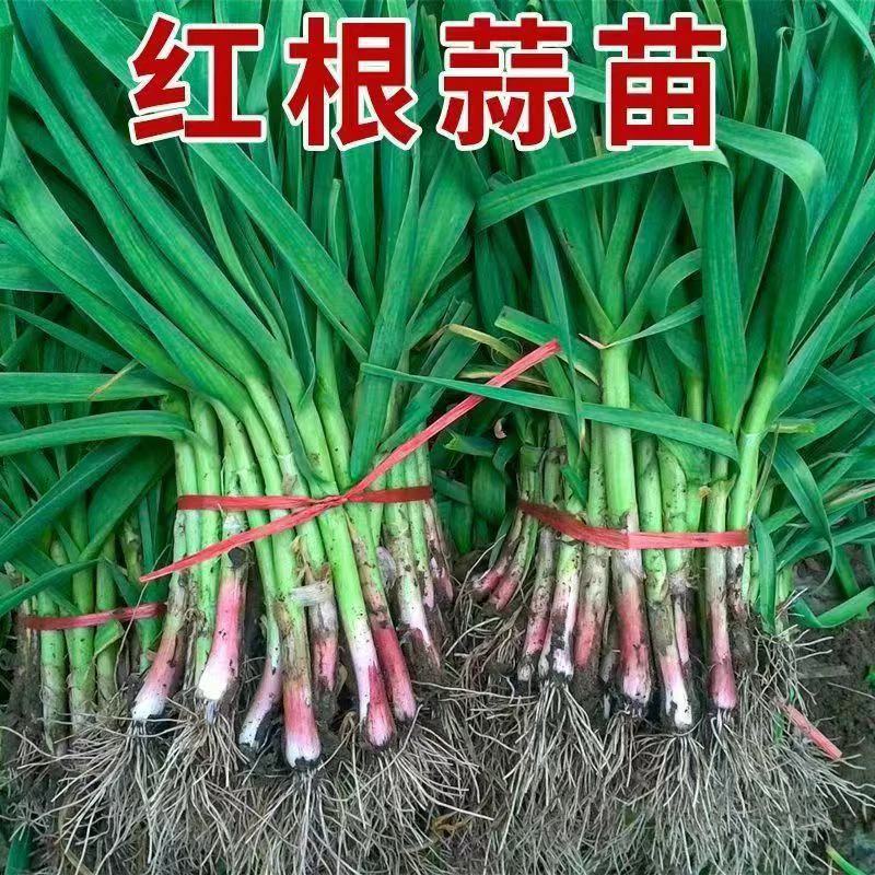 河南农家自种蔬菜3斤现挖新鲜红根蒜苗5斤红根蒜苗应季蔬菜