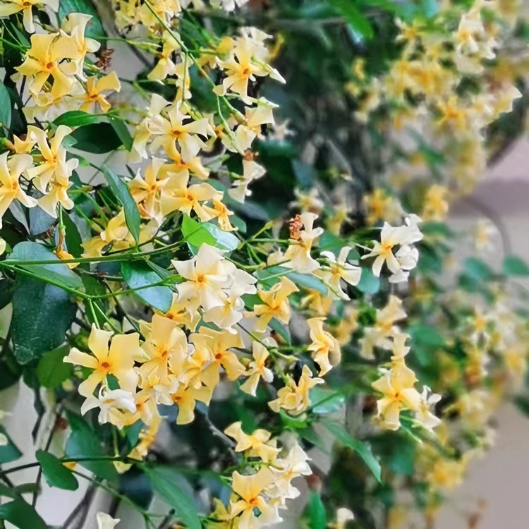 黄色风车茉莉盆栽之星络石爬藤植物爬藤香味阳台花卉盆栽花叶