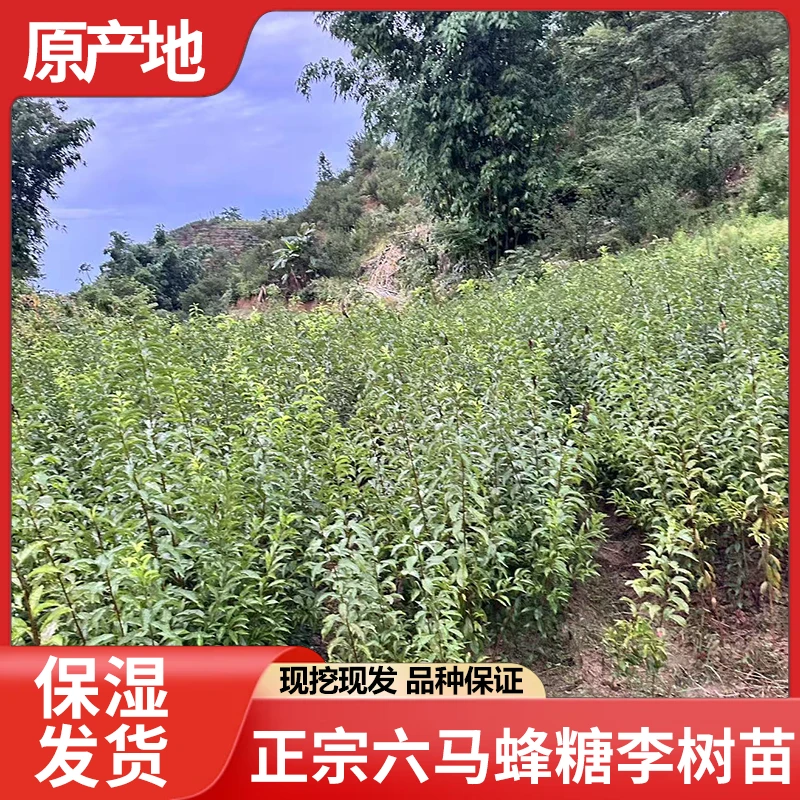 贵州六马蜂糖李树苗批发现挖现发保湿发货品种纯正果树李子树果苗
