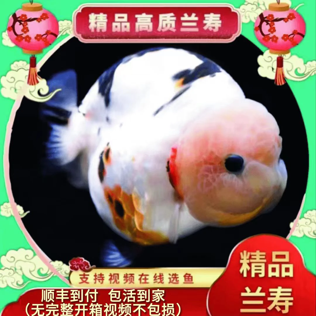 观赏鱼活体实物以直播间为准一鱼一拍运费自理不包邮。