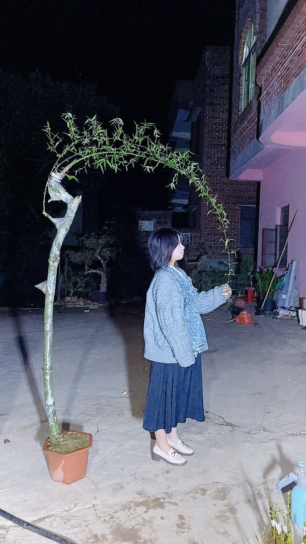簕竹禅意竹子文雅