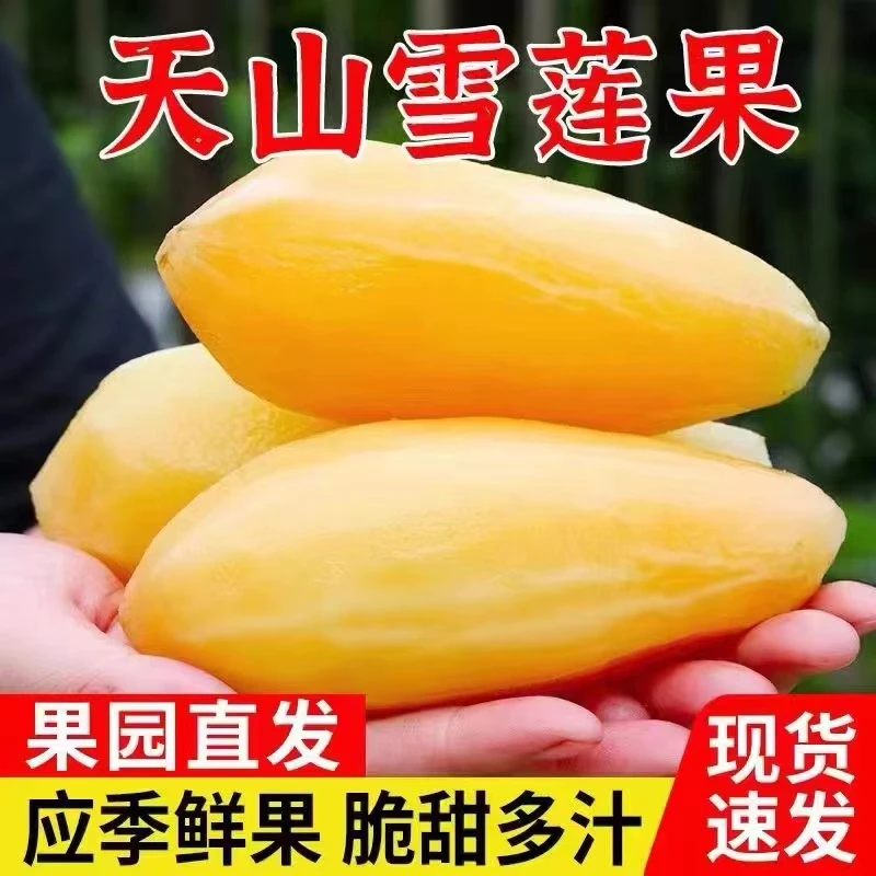 云南天山雪莲果新鲜黄心雪莲果水果脆甜新鲜应季水果1斤5斤9斤