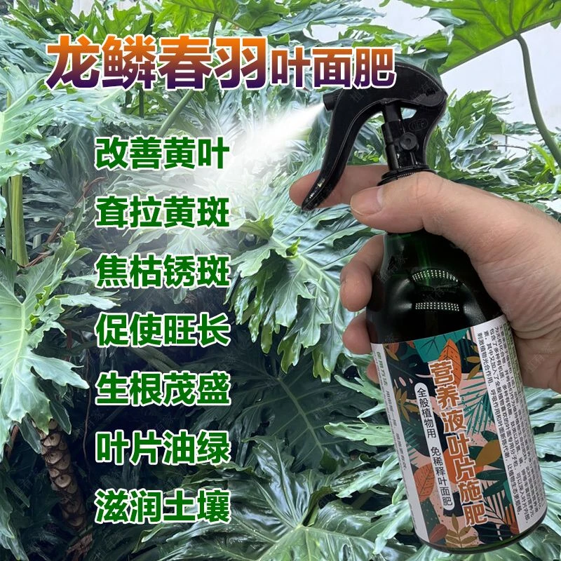 春羽专用肥料促使叶片油绿茂盛茁壮粗茎营养液春雨肥料防叶子发黄
