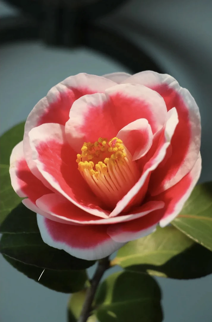 稀有进口嫁接品种茶花