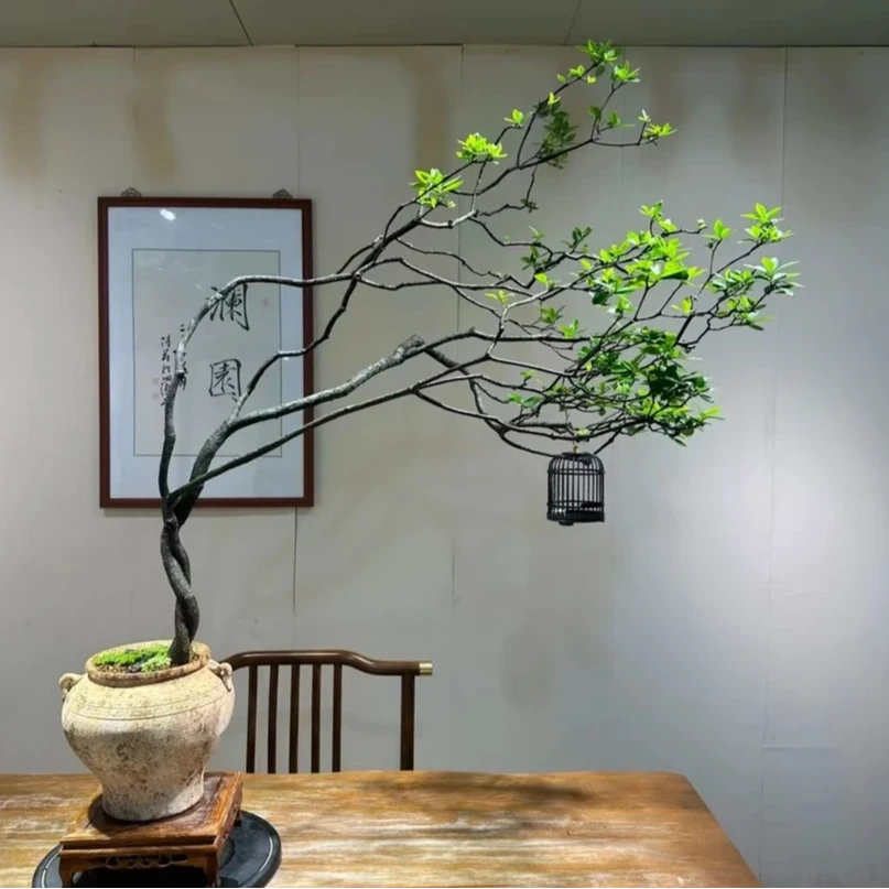 悬崖 栀子花 茶空间造景 室内绿植装饰 一物一拍 二号