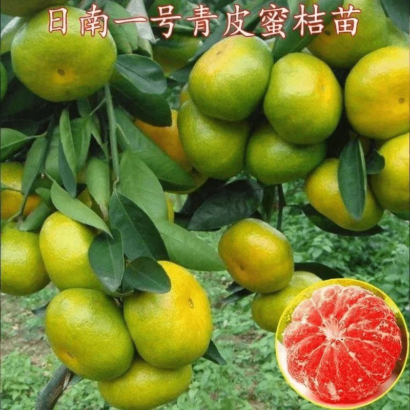 日南一号青皮蜜桔苗桔子苗早熟青柑橘苗嫁接无核桔子树苗当年结果