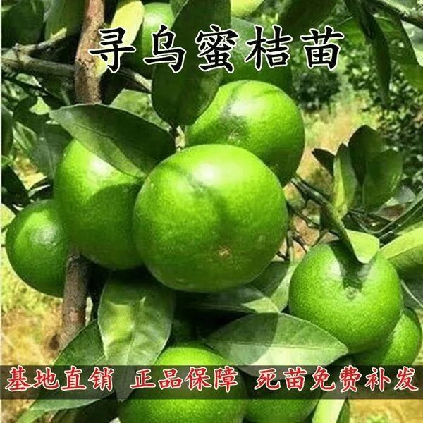 赣南特早蜜桔苗 蜜桔树苗 基地直销 特早蜜桔 寻乌蜜桔苗当年结果