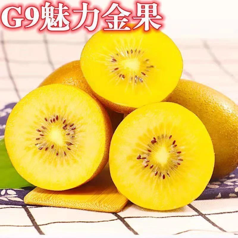 魅力金果G9猕猴桃树苗嫁接黄心黄金奇异果南方北方种植果树苗地栽