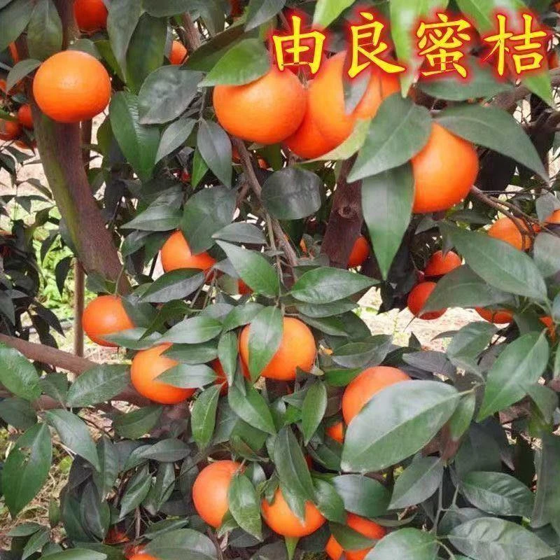 由良蜜桔蜜桔苗正宗嫁接桔子优质沙糖桔果树苗盆栽地栽南北方种植
