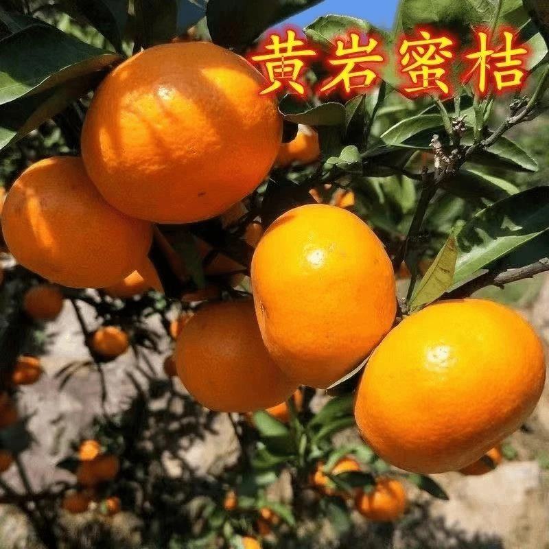 黄岩蜜橘树苗南北盆栽地栽嫁接果树果苗当年结果