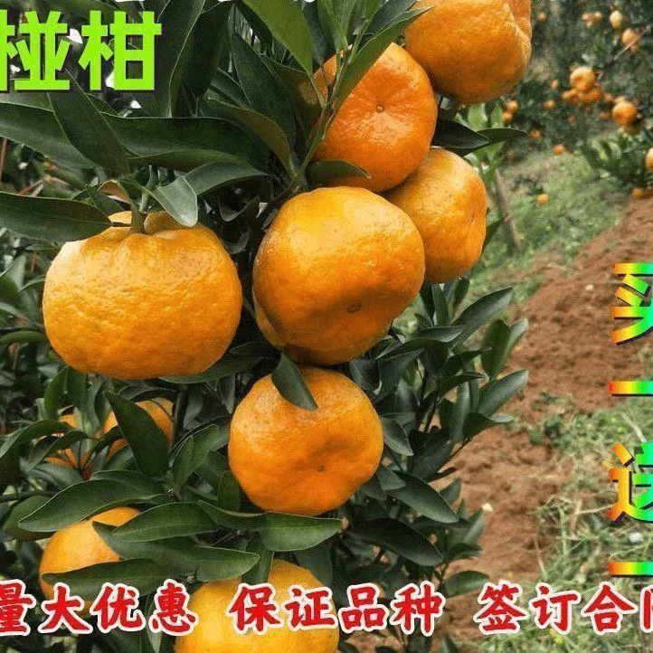 椪柑嫁接树苗碰柑树苗苗南北方柑桔子果树苗无核橘子当年结果