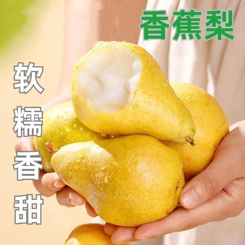 新品嫁接太婆梨树苗香蕉梨苗南方北方庭院地栽种植耐寒耐旱果