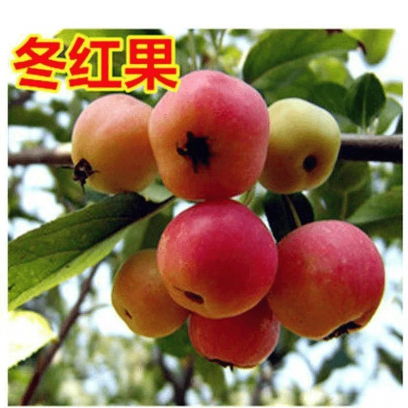 北方耐寒果树海棠沙果树苗大秋果小苹果冰糖心冬红果